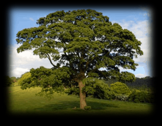 Tu árbol según la Fecha de tu Nacimiento