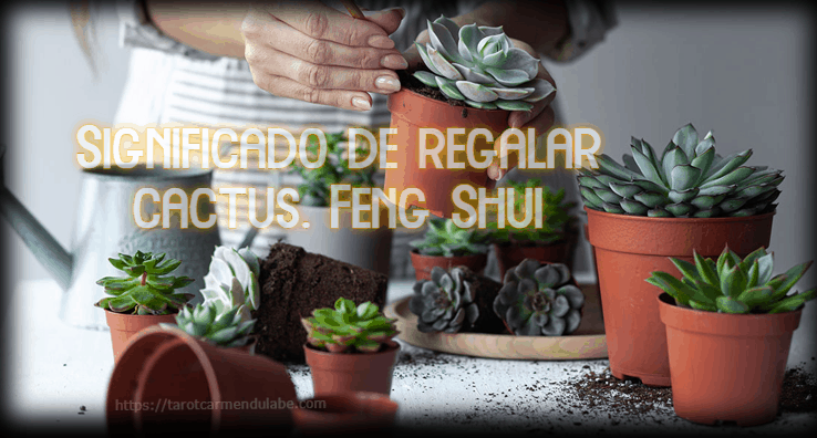 Significado de regalar cactus. Feng Shui